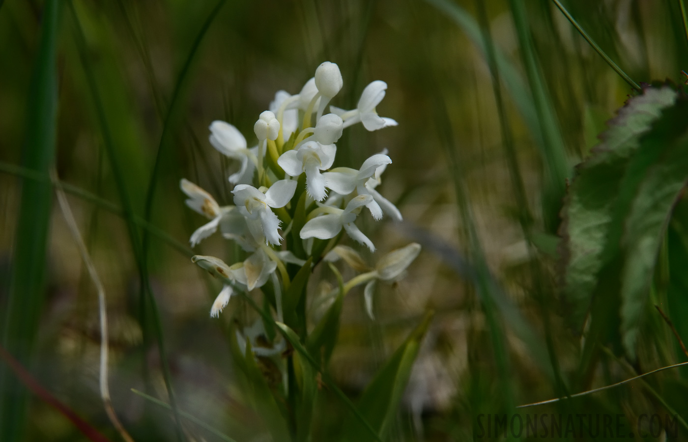 Platanthera blephariglottis [400 mm, 1/4000 sec at f / 9.0, ISO 1600]